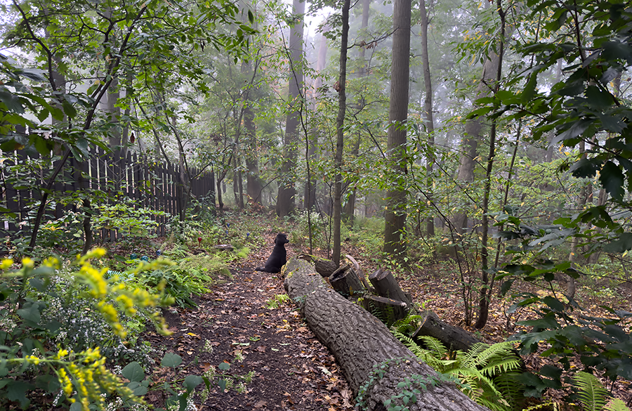Woodland walk in fog in September